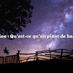 Question : Qu’est-ce qu’un plant de haricot ?